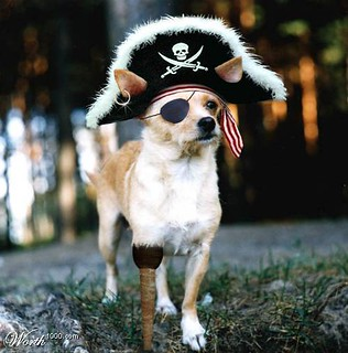 eye patch for chihuahua